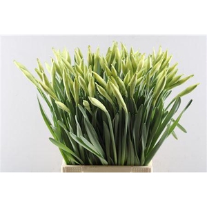 Narc Johann Strauss (vroom)