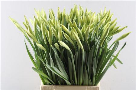 <h4>Narc Johann Strauss</h4>