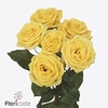 Rosa spray golden blossoms