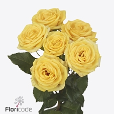 Rosa spray golden blossoms