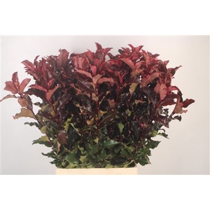 Photinia Magic Volcano