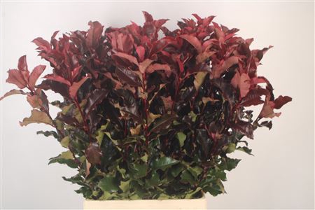 <h4>Photinia Magic Volcano</h4>