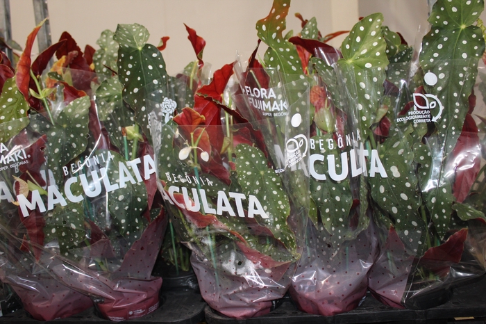 <h4>BEGONIA MACULATA P15 PO</h4>