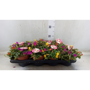 Portulaca   ...mix in pot