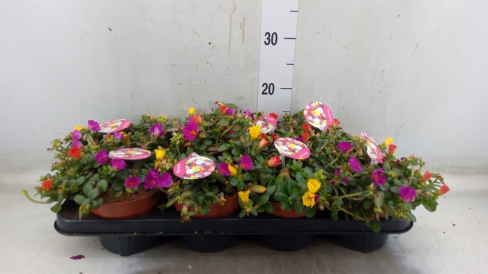 <h4>Portulaca   ...mix in pot</h4>