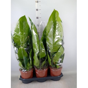 Philodendron  'Imperial Green'