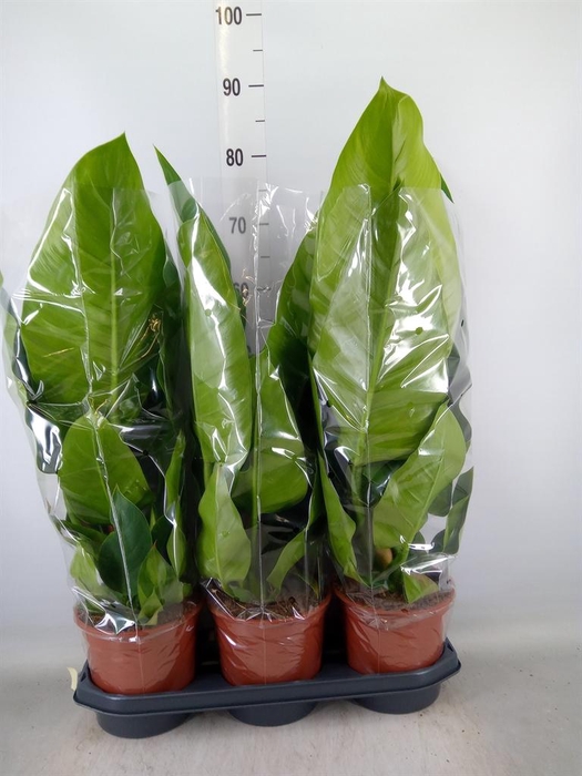 <h4>Philodendron  'Imperial Green'</h4>