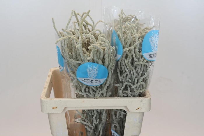 <h4>Amaranthus Yearming Desert</h4>