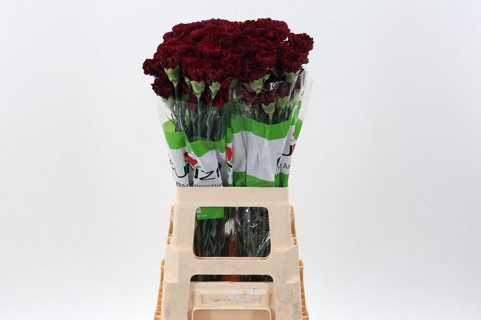 <h4>Dianthus ST 'Zurigo'</h4>