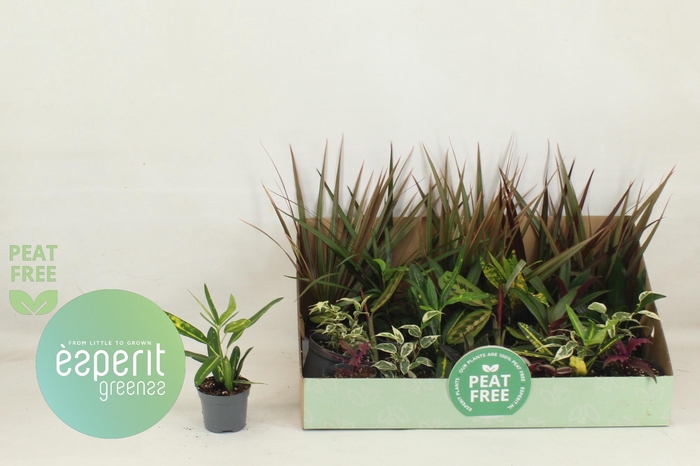 <h4>KAMERPL GEM OV</h4>