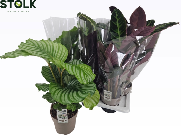 <h4>CALAT GEM 4 SRT</h4>