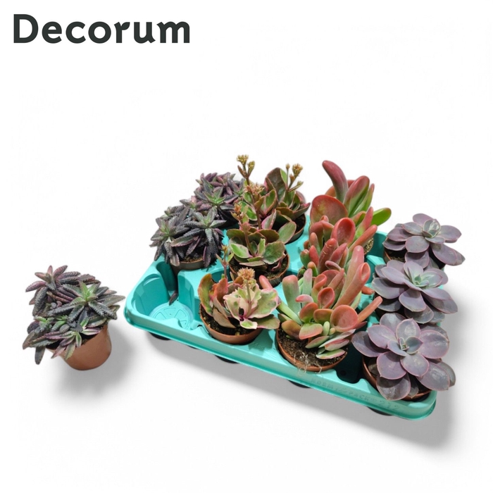 <h4>Echeveria Pink Mix (4spc.) (decorum) Decorum+Steker</h4>