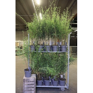 Farg Nit Black Pearl