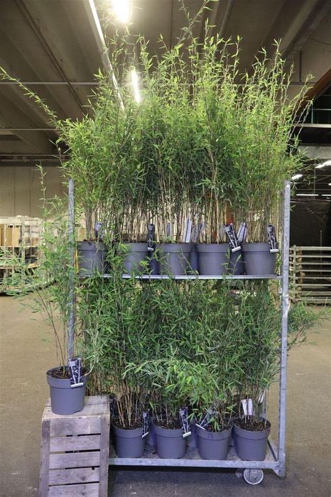 <h4>Farg Nit Black Pearl</h4>