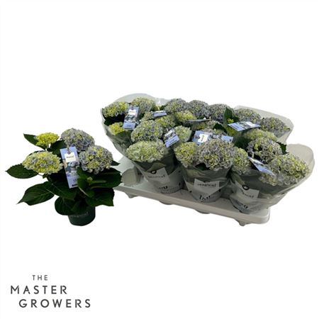 <h4>Hydrangea Macr. Magical Revolution 10,5 Cm Blauw 3</h4>