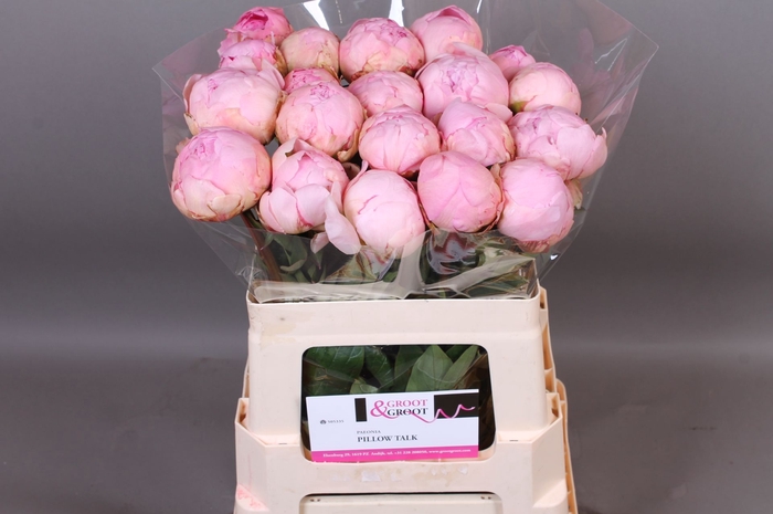 <h4>Paeonia Pillow Talk | XXL</h4>