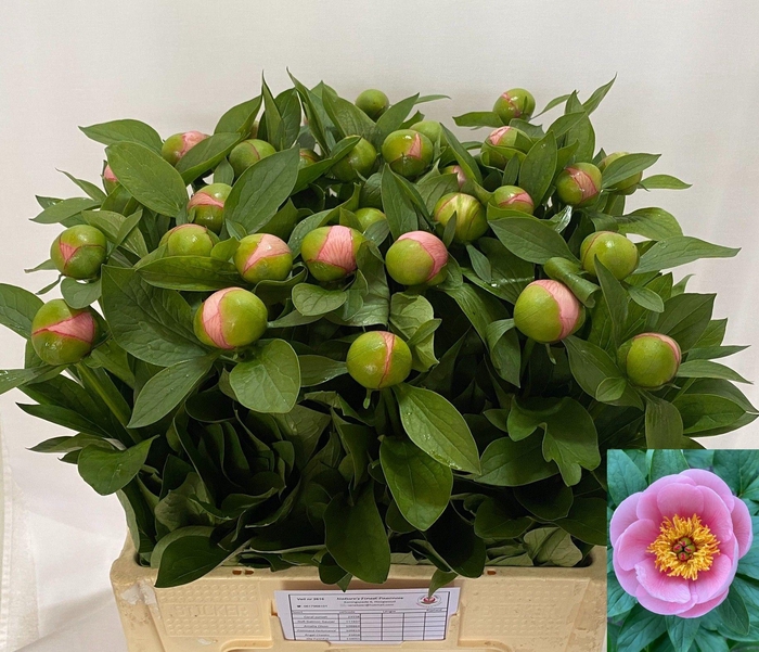 <h4>PAEO S SALMON SAUCER</h4>