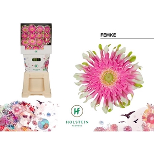 Gerbera Gerpasta Femke