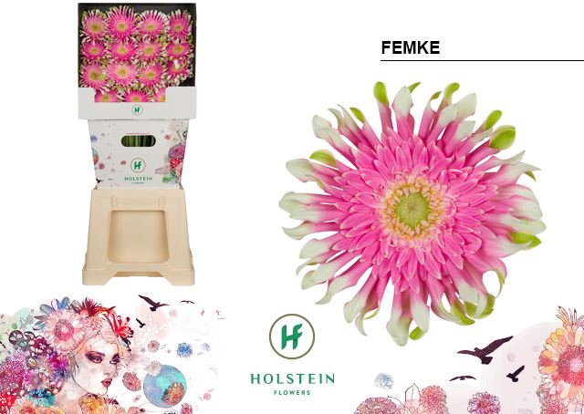 <h4>Gerbera Gerpasta Femke</h4>