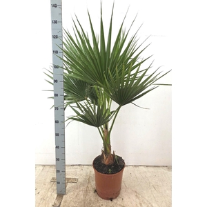 WASHINGTONIA