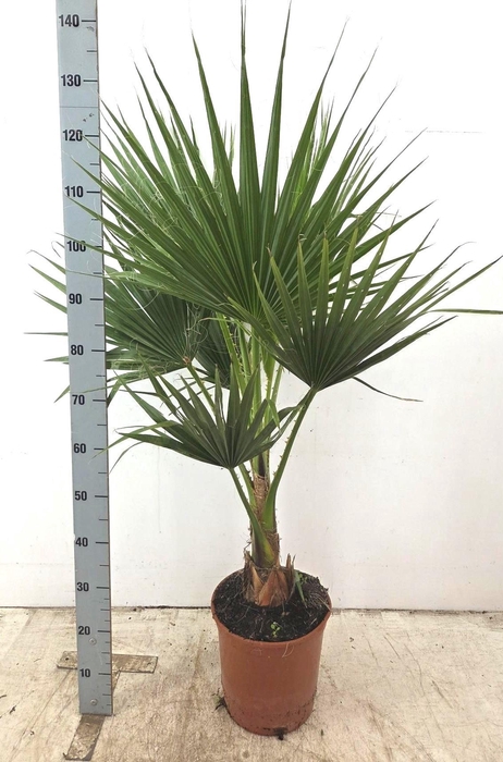 <h4>WASHINGTONIA</h4>