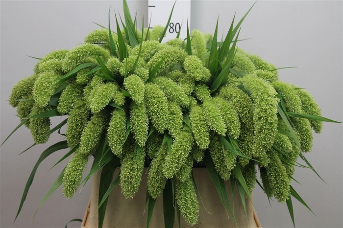 <h4>Setaria It Voll Melk</h4>