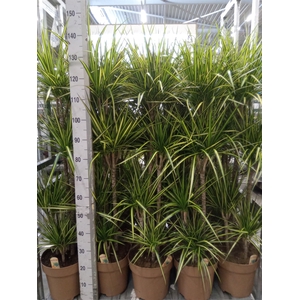 Dracaena marg. 'Sunray'