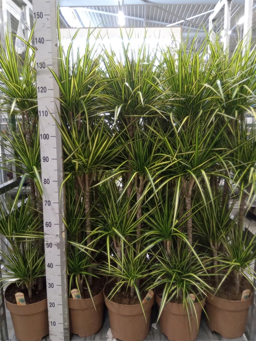 <h4>Dracaena marg. 'Sunray'</h4>