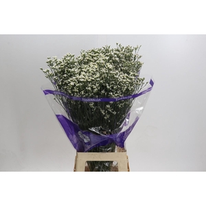 Limonium White Activa