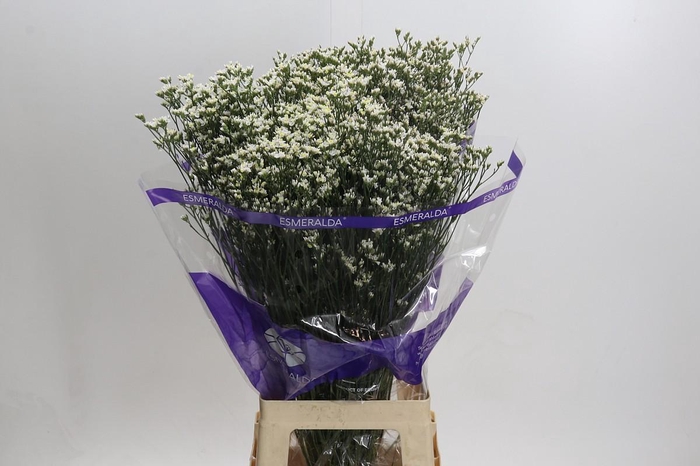 <h4>Limonium White Activa</h4>