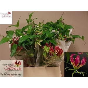 Gloriosa Rothschildiana