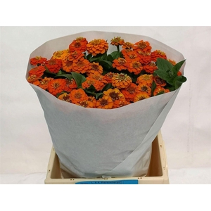 Zinnia Lill Orange
