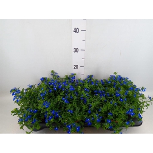 Lobelia erin. 'Richardii'