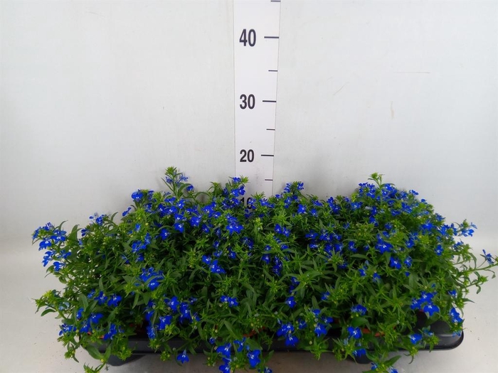 <h4>Lobelia erin. 'Richardii'</h4>
