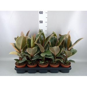 Ficus elastica 'Tineke'