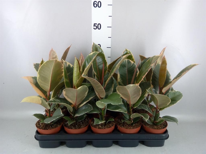 <h4>Ficus elastica 'Tineke'</h4>