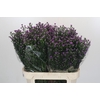 Aster Baby Pink