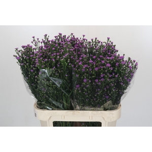 Aster Baby Pink