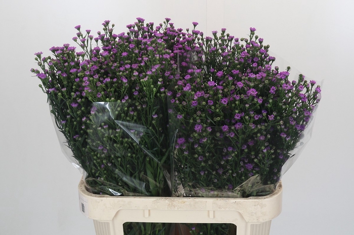 <h4>Aster Baby Pink</h4>