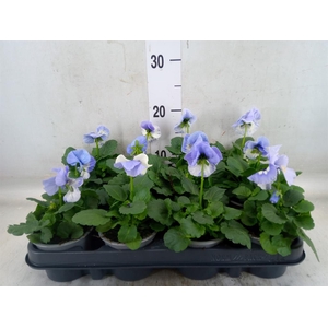 Viola wr. 'Delta Pro Marina'