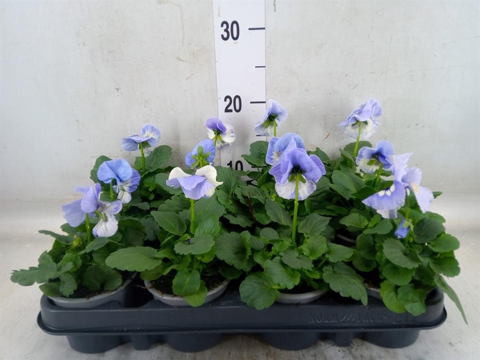 <h4>Viola wr. 'Delta Pro Marina'</h4>