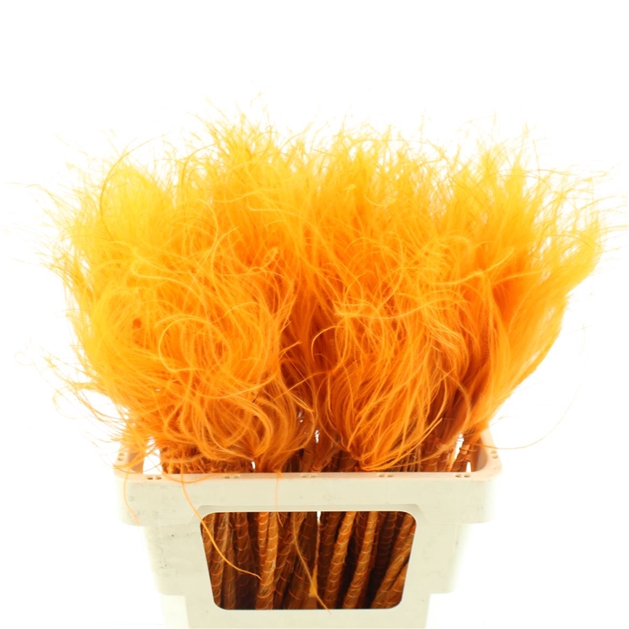 <h4>Dried Stypa Penata Orange Fluffy P Bs</h4>