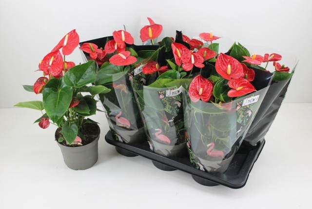 <h4>ANTHU A MAUII RED</h4>