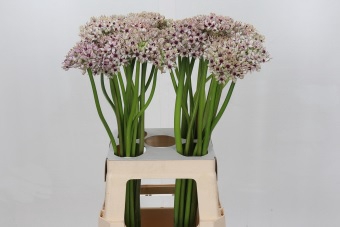 <h4>Allium Silverspring</h4>