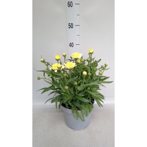 Leucanthemum sup. 'Broadway Lights'