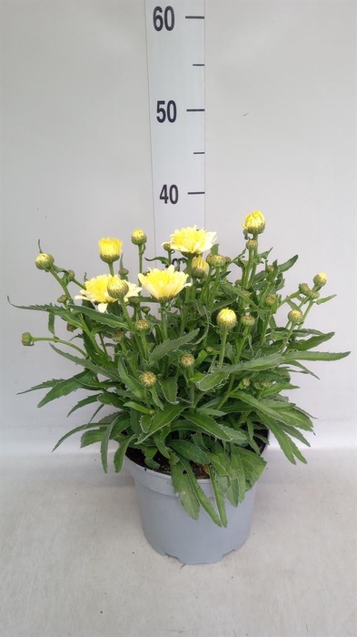 <h4>Leucanthemum sup. 'Broadway Lights'</h4>