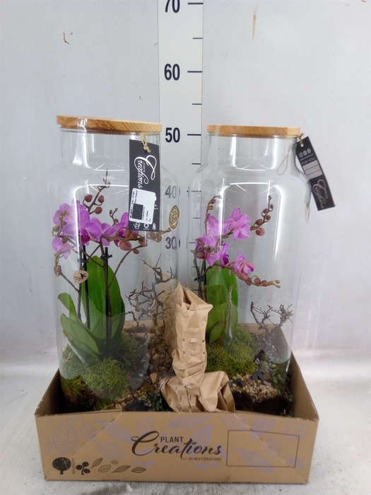 <h4>Arr.  Phalaenopsis H%</h4>