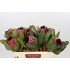 Protea Barbigera Early Mountain Queen