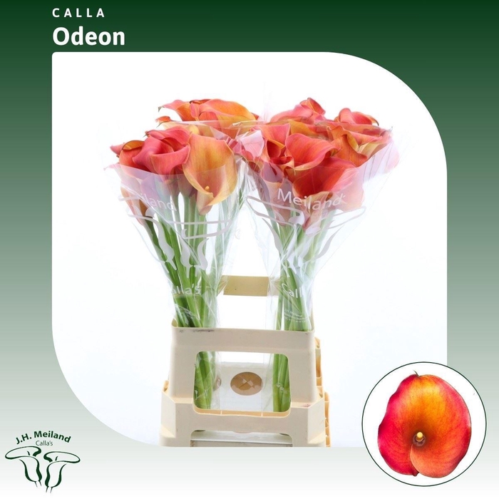<h4>ZANT CAPT ODEON</h4>