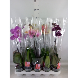 Phalaenopsis   ...mix